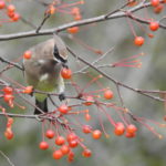 Cedar Waxwing