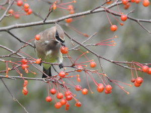 Cedar Waxwing