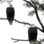 Pair of Bald Eagles