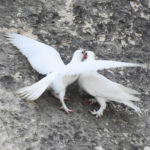 Doves - Malta