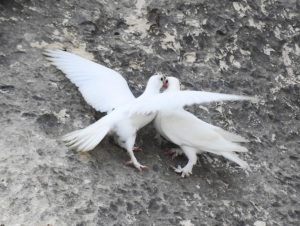 Doves - Malta