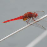 Red-darter-dragonfly