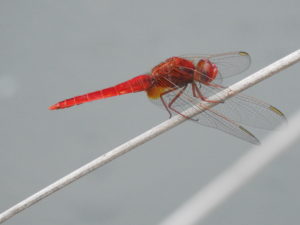 Red-darter-dragonfly