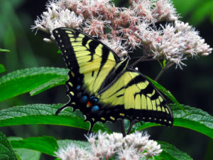 Swallowtail Butterfly