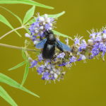 Violet-Carpenter-bee