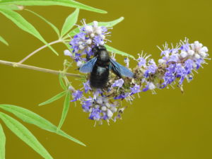 Violet-Carpenter-bee