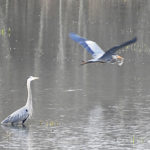 Two blue herons