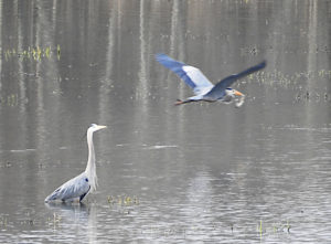 Two blue herons