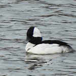 Bufflehead duck