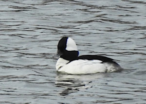 Bufflehead duck