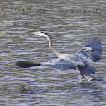 Great Blue Heron in flight