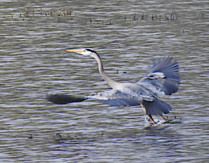 Great Blue Heron in flight