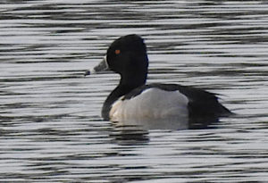 Ring-neck duck