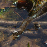 Black Water Snake