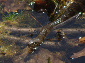 Black Water Snake