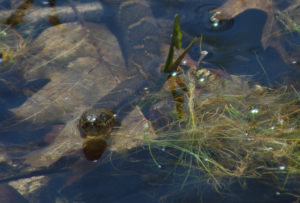 Black Water Snake 2