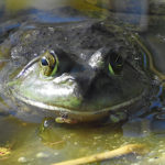 Bullfrog