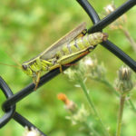 Grasshopper