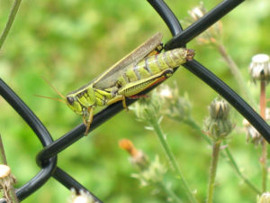 Grasshopper