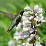 Hummingbird at Root Glen