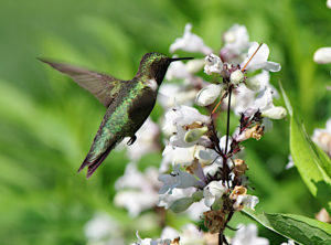 Hummingbird at Root Glen
