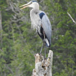 Blue Heron