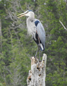 Blue Heron