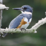 Kingfisher