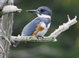 Kingfisher