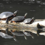 Painted Turtle Family
