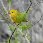 Yellow Warbler