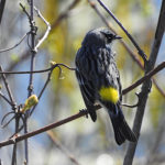 Yellow-Rumped Warbler