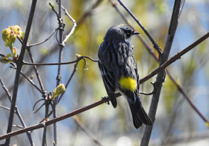 Yellow-Rumped Warbler