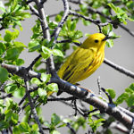 Yellow Warbler