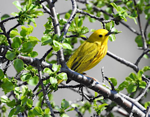 Yellow Warbler