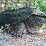 Giant Snapper