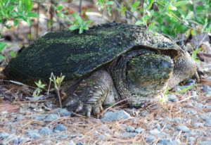 Giant Snapper