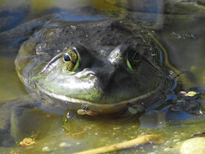 Bullfrog on the Rayhill Trail