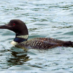 Common Loon