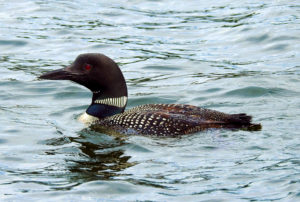 Common Loon