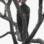 Pileated woodpecker