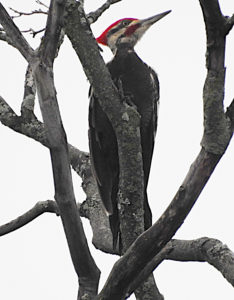 Pileated woodpecker