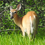 Whitetale deer having breakfast on The Rayhill Trail