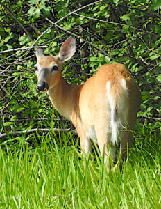 Whitetale deer having breakfast on The Rayhill Trail