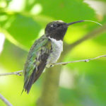 Hummingbird tongue out