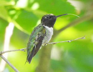 Hummingbird tongue out