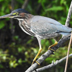 Black Crowned Night Heron