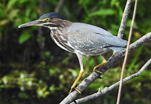 Black Crowned Night Heron