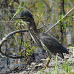 Green Heron