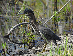 Green Heron